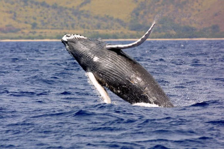 A humpback whale breaching; species photograph, not a local tour sighting